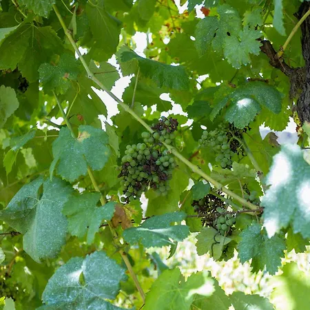 Quinta Da Comenda Alojamento de Turismo Rural