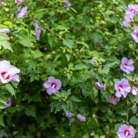 Farma Quinta Da Comenda