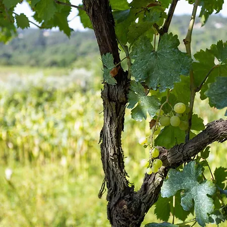 Quinta Da Comenda Κατάλυμα σε φάρμα *