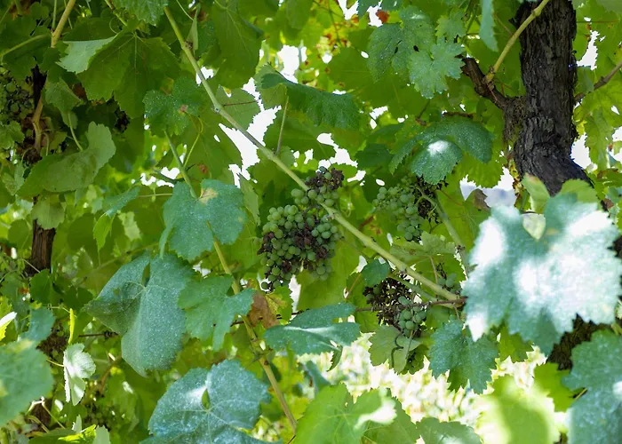 Quinta Da Comenda ファームステイ