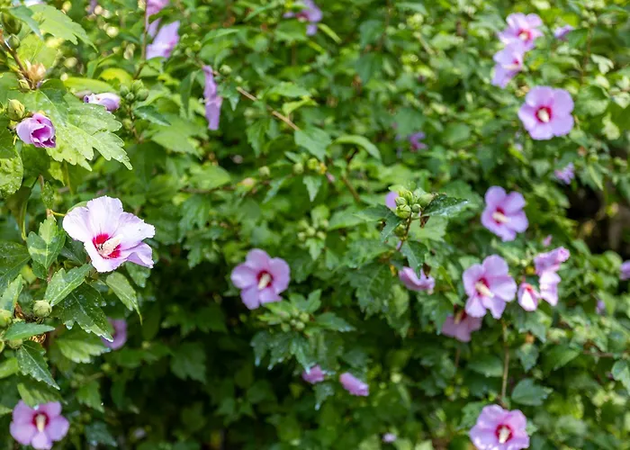 ファームステイ Quinta Da Comenda